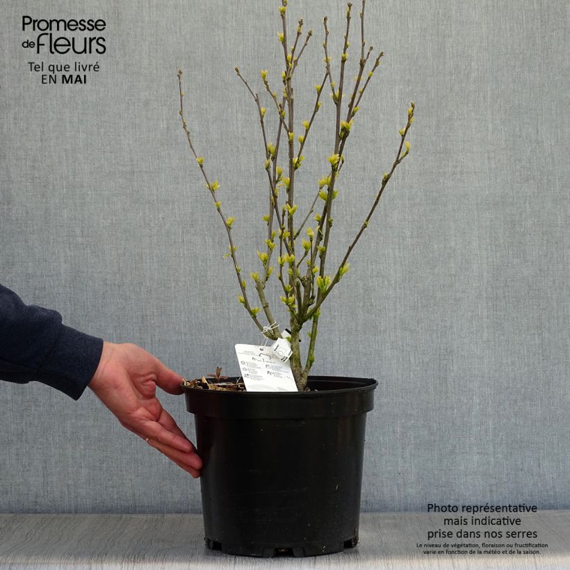 Hibiscus syriacus Ultramarine - Ibisco Vaso da 7,5L/10L esemplare consegnato in primavera