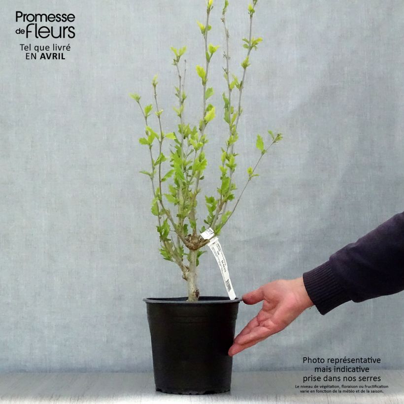 Hibiscus syriacus White Chiffon - Ibisco Vaso da 2L/3L esemplare consegnato in primavera