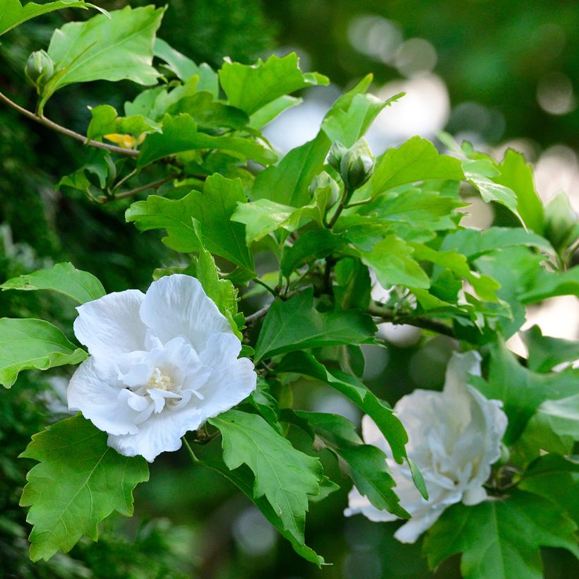 Hibiscus syriacus White Chiffon - Ibisco (Fogliame)