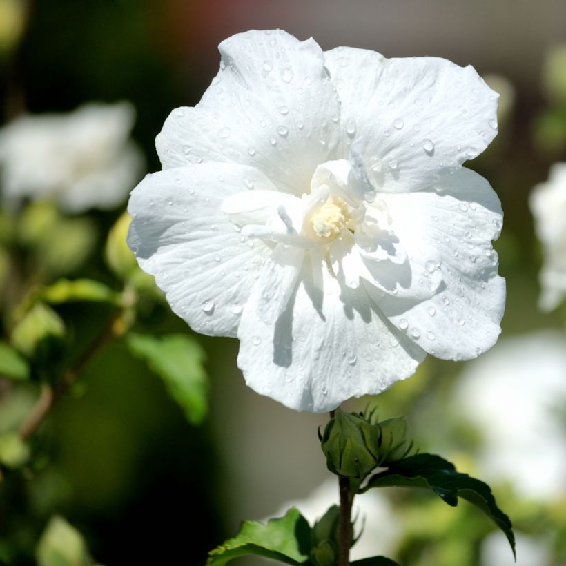 Hibiscus syriacus White Chiffon - Ibisco (Fioritura)