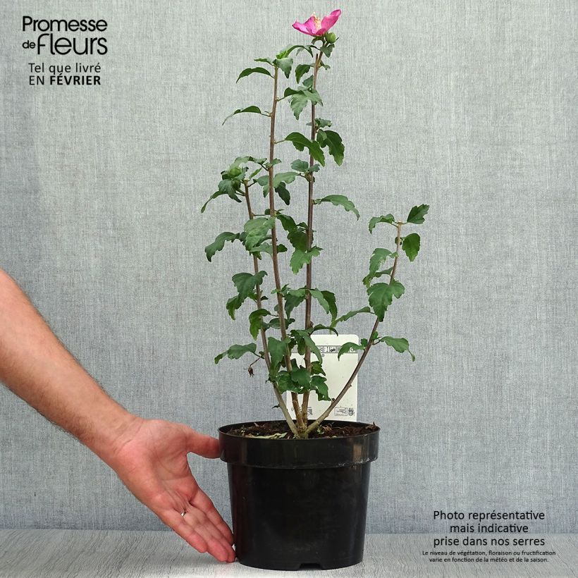 Esemplare di Hibiscus syriacus Woodbridge - Ibisco Vaso da 2L/3L come consegnato in autunno
