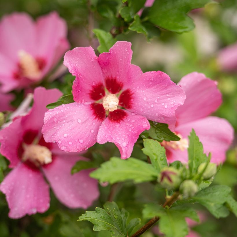 Hibiscus syriacus Woodbridge - Ibisco (Fioritura)
