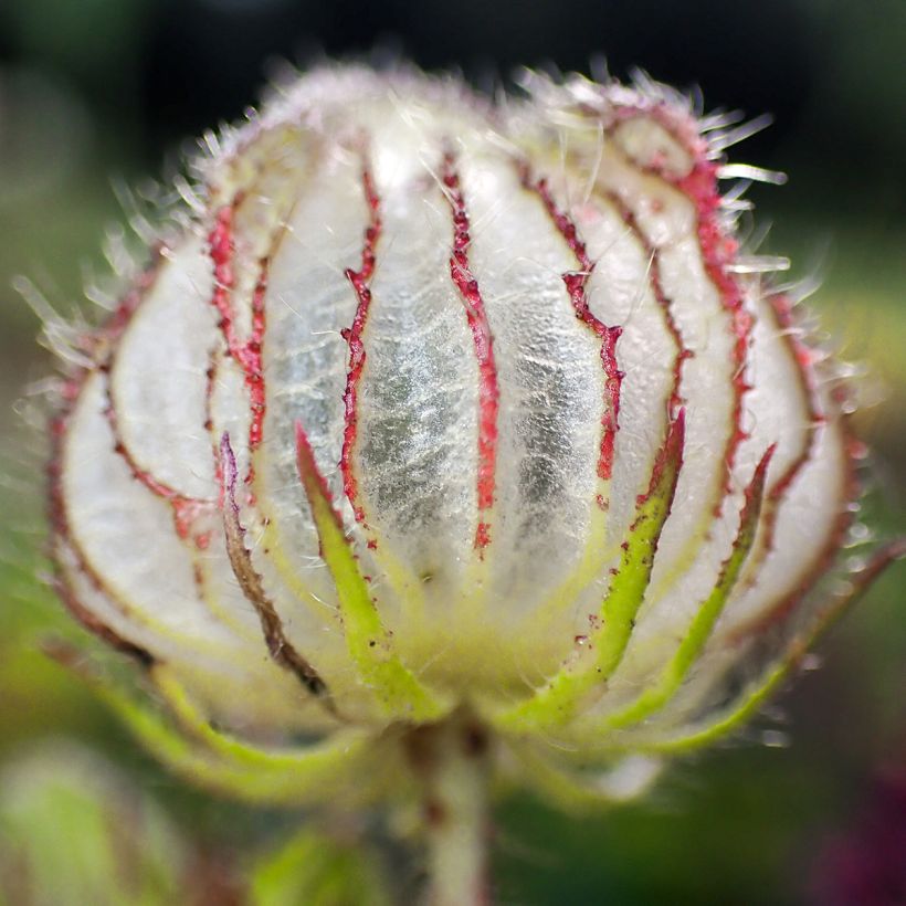 Hibiscus trionum - Ibisco vescicoso (Raccolta)