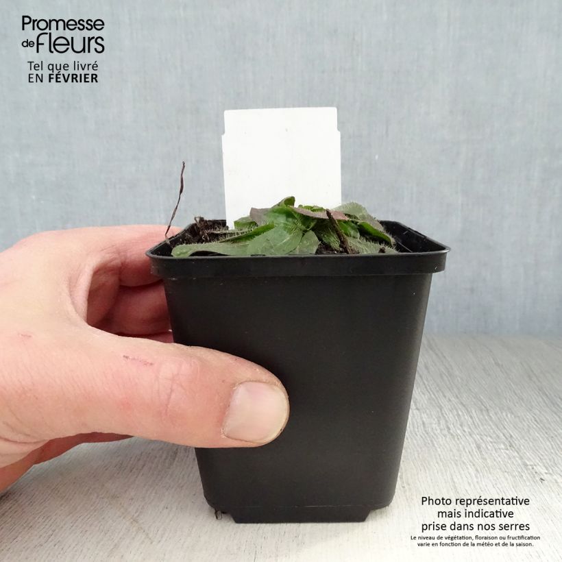 Hieracium aurantiacum - Pelosella aranciata Vasetto da 8/9 cm esemplare consegnato in inverno