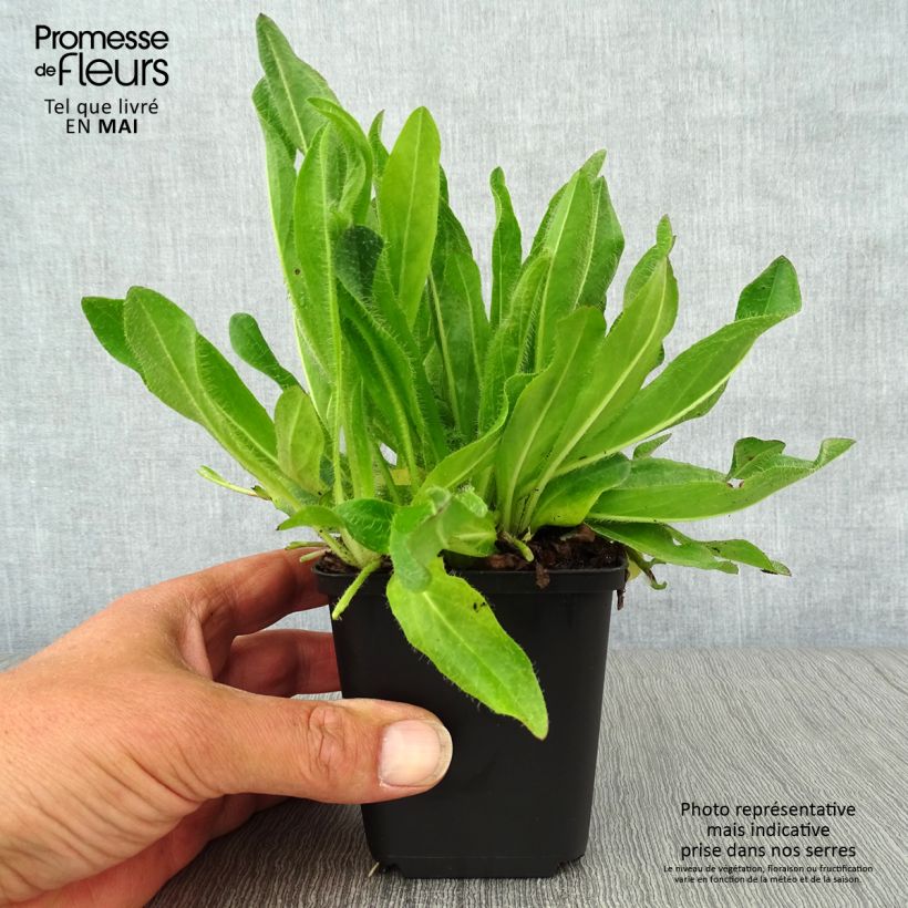 Hieracium aurantiacum - Pelosella aranciata Vasetto da 8/9 cm esemplare consegnato in primavera