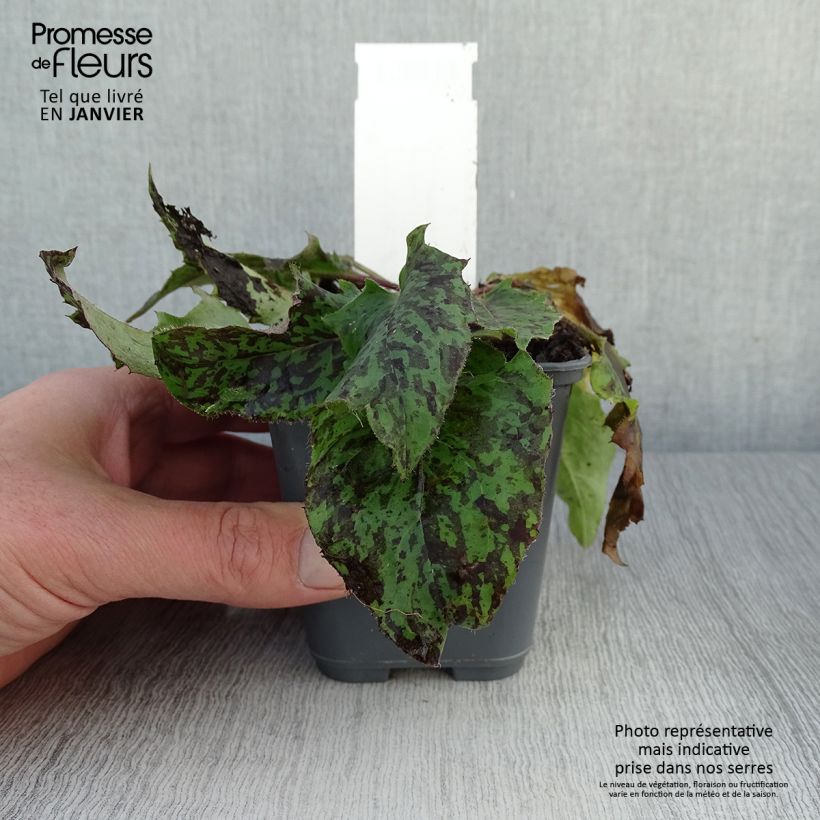 Hieracium maculatum - Sparviere maculato Vasetto da 8/9 cm esemplare consegnato in inverno