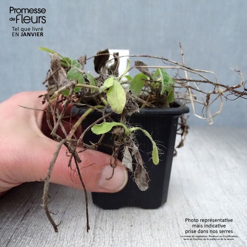 Hieracium pilosella - Sparviere pelosetto Vasetto da 8/9 cm esemplare consegnato in inverno