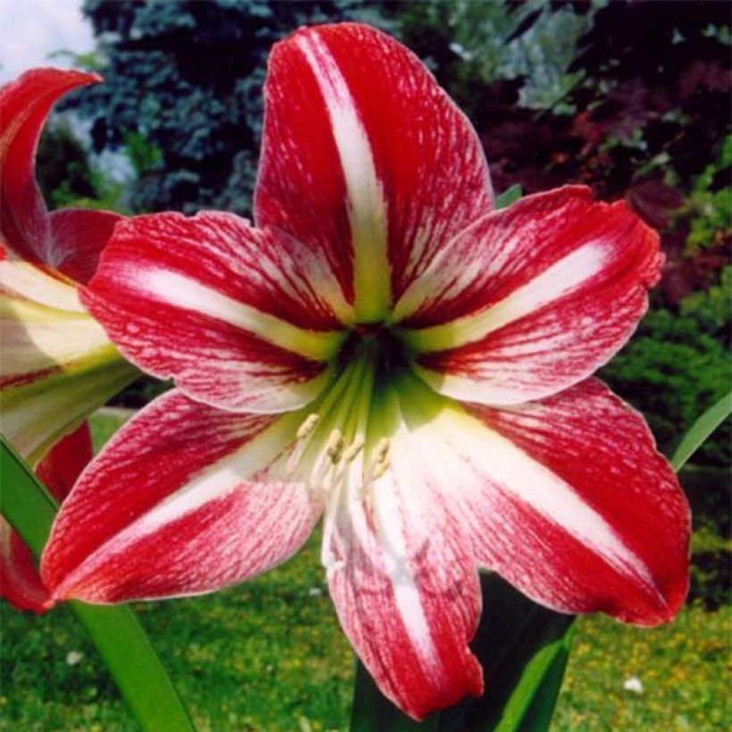 Amaryllis Tres Chic - Hippeastrum (Fioritura)