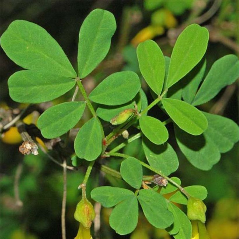 Hippocrepis emerus - Cornetta dondolina (Fogliame)