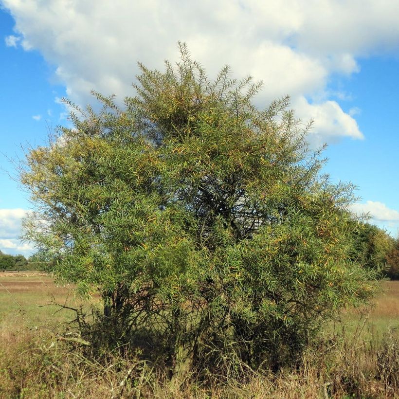 Hippophae rhamnoides - Olivello spinoso (Porto)