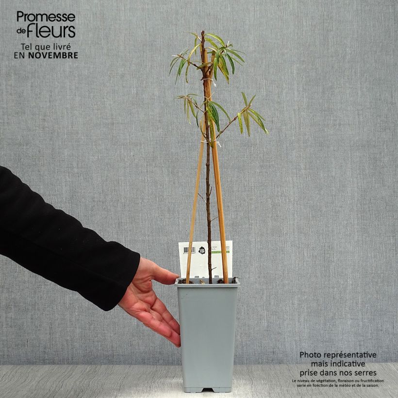 Esemplare di Hippophae rhamnoides Friesdorfer Orange - Olivello spinoso Vaso da 1,5L/2L come consegnato in autunno