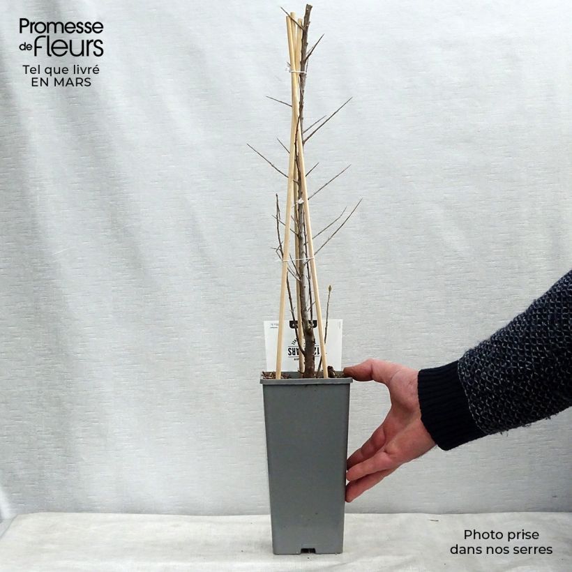 Hippophae rhamnoides Friesdorfer Orange - Olivello spinoso Vaso da 1,5L/2L esemplare consegnato in primavera