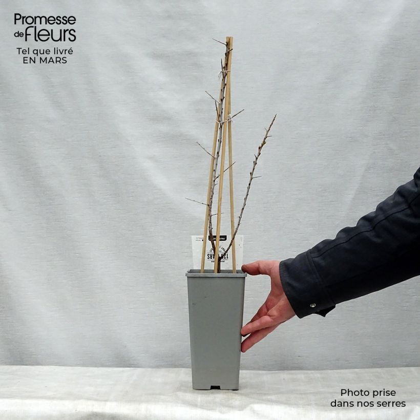 Hippophae rhamnoides Leikora - Olivello spinoso Vaso da 1,5L/2L esemplare consegnato in primavera