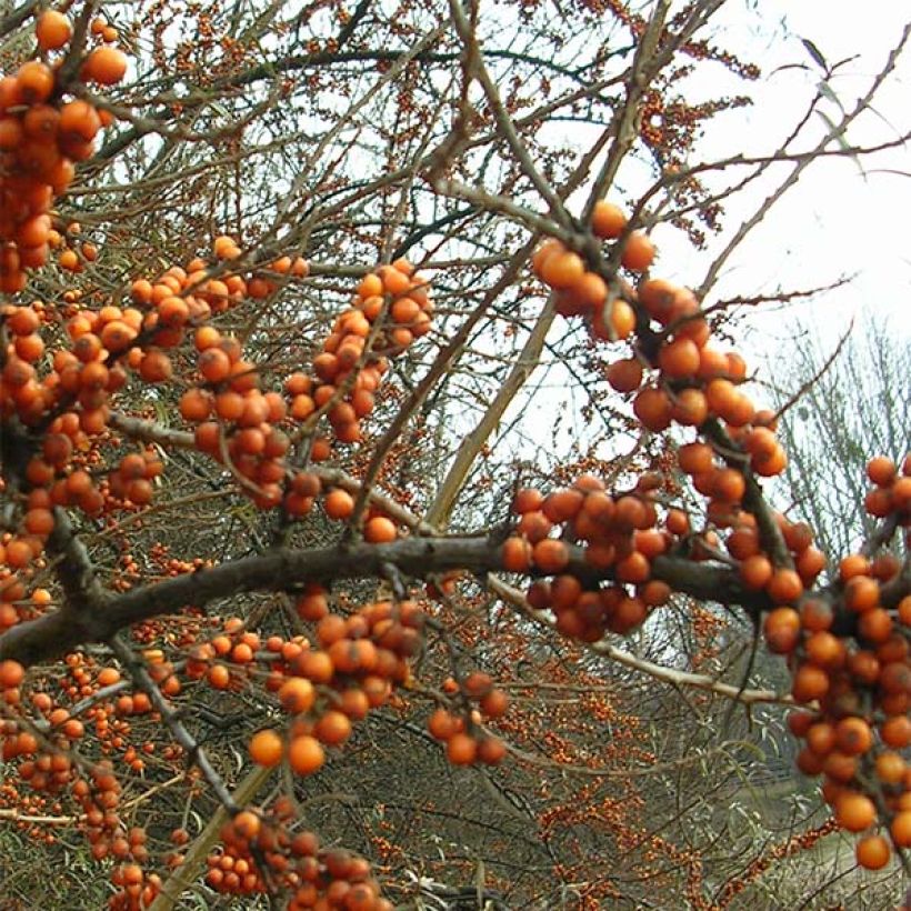 Hippophae rhamnoides Leikora - Olivello spinoso (Fioritura)