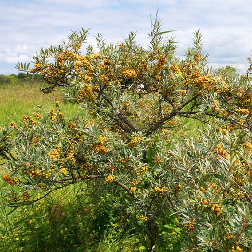Hippophae rhamnoides Leikora - Olivello spinoso (Porto)