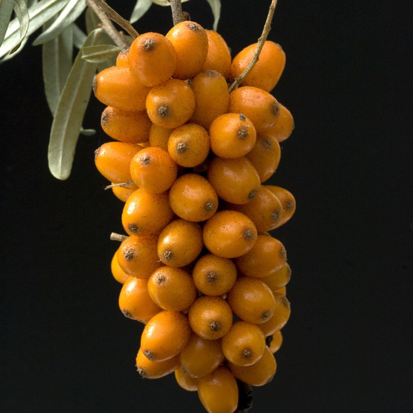 Hippophae rhamnoides Leikora - Olivello spinoso (Raccolta)