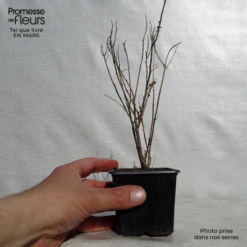 Hippophae rhamnoides Leikora - Olivello spinoso Vasetto da 8/9 cm esemplare consegnato in primavera