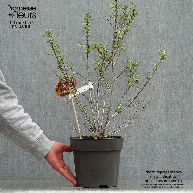 Hippophae rhamnoides Orange Energy 'Hagebo' - Olivello spinoso Vaso da 3L/4L esemplare consegnato in primavera
