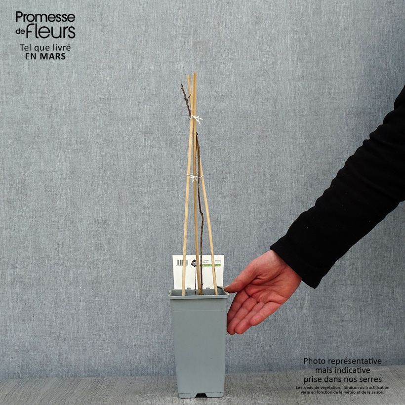 Hippophae rhamnoides Pollmix - Olivello spinoso Vaso da 1,5L/2L esemplare consegnato in inverno