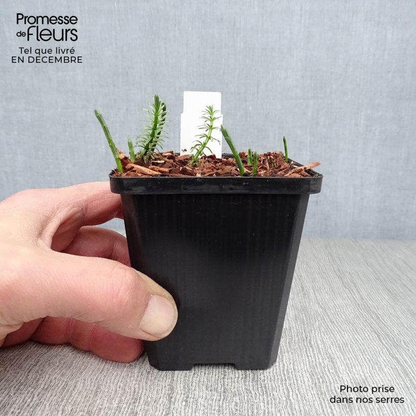 Hippuris vulgaris - Coda di cavallo acquatica Vasetto da 8/9 cm esemplare consegnato in inverno