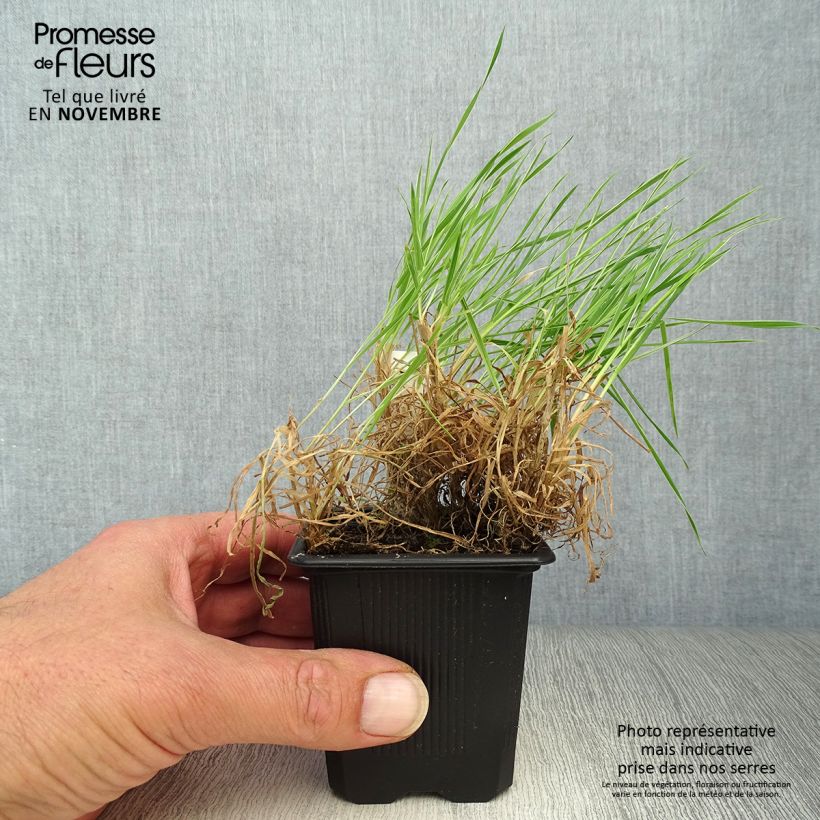Esemplare di Holcus mollis Albovariegatus - Bambagione variegato Vasetto da 8/9 cm come consegnato in autunno