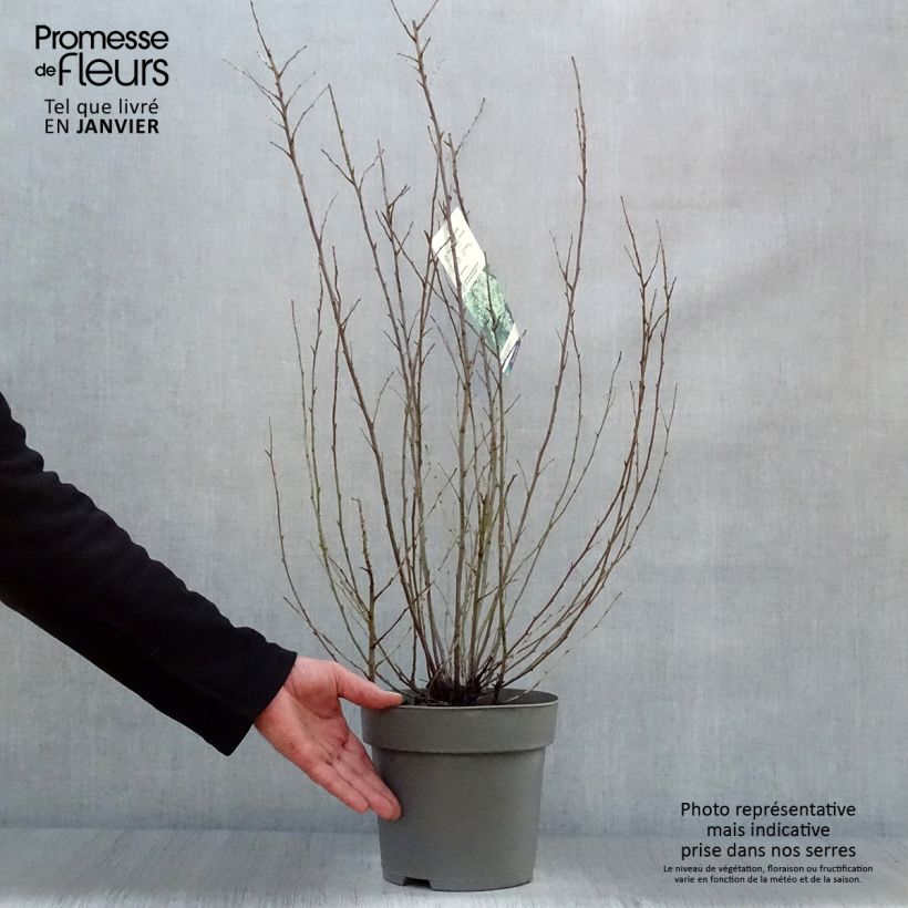 Holodiscus discolor Vaso da 4L/5L esemplare consegnato in inverno