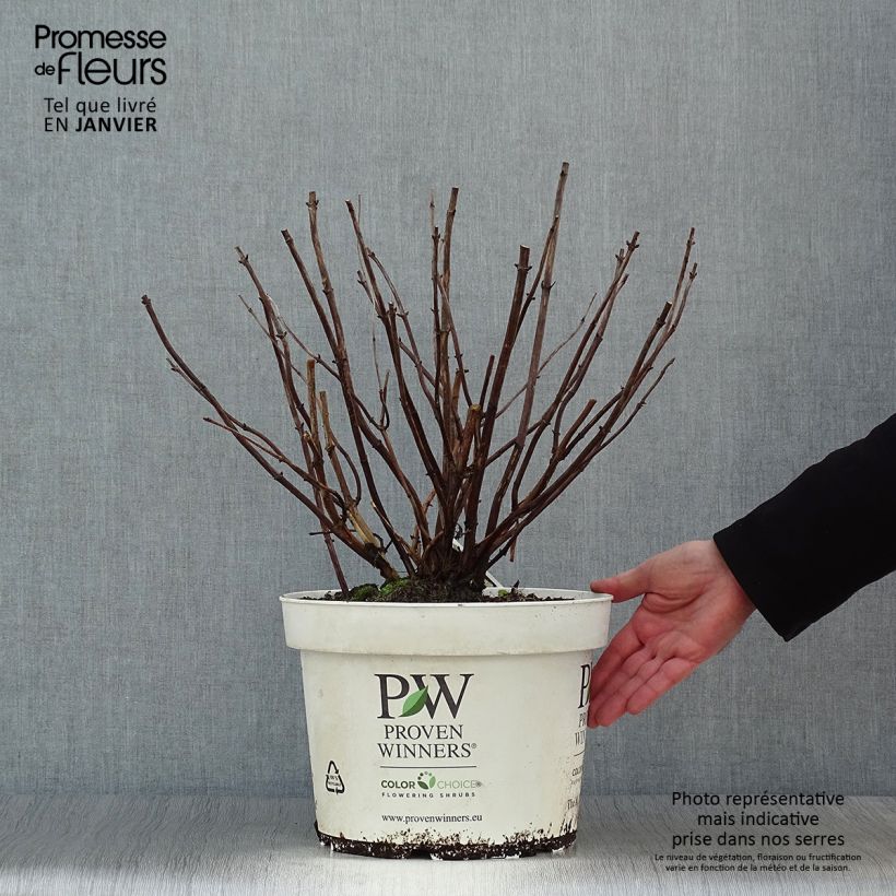 Hydrangea arborescens Lime Rickey - Ortensia Vaso da 7,5L/10L esemplare consegnato in inverno