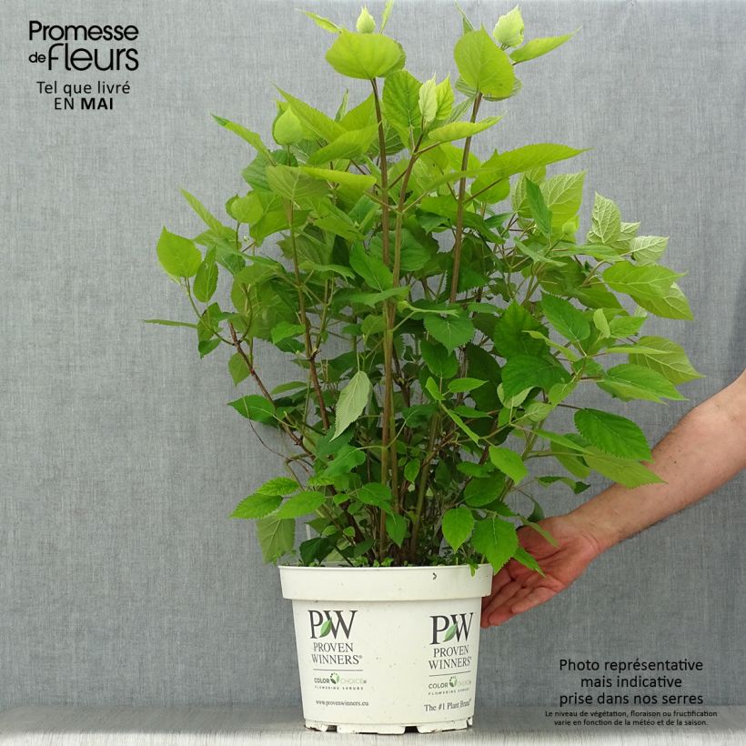 Hydrangea arborescens Lime Rickey - Ortensia Vaso da 7,5L/10L esemplare consegnato in primavera