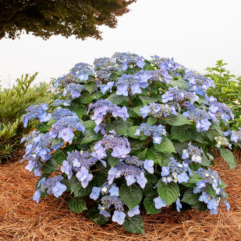 Hydrangea macrophylla Endless Summer Pop Star - Ortensia (Porto)