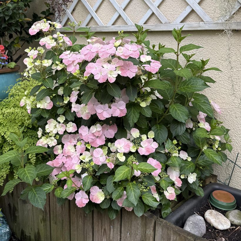 Hydrangea French Bolero - Ortensia (Porto)