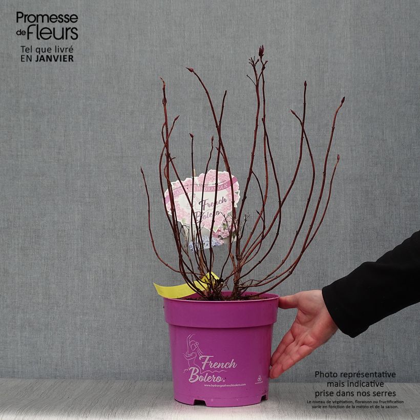 Hydrangea French Bolero - Ortensia Vaso da 6L/7L esemplare consegnato in inverno