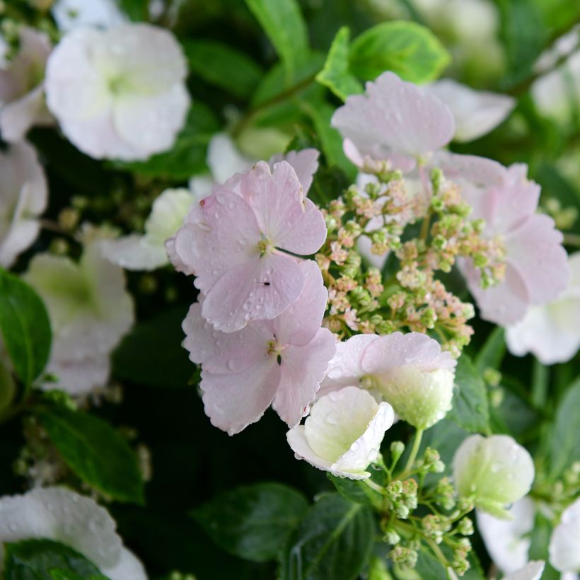 Hydrangea Runaway Bride - Ortensia (Fioritura)