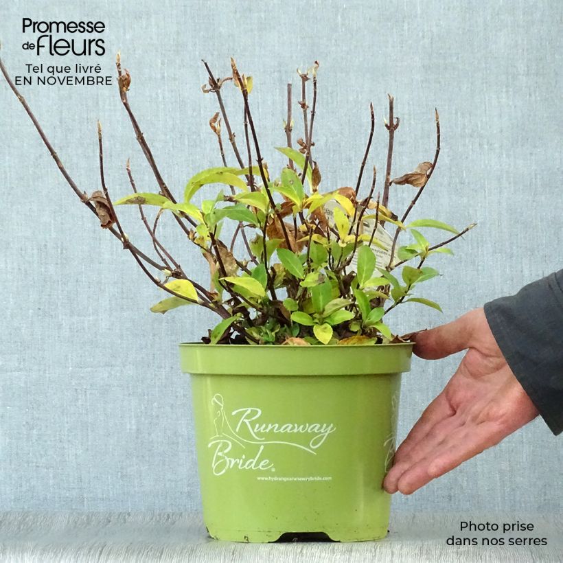 Esemplare di Hydrangea Runaway Bride - Ortensia Vaso da 3L/4L come consegnato in autunno