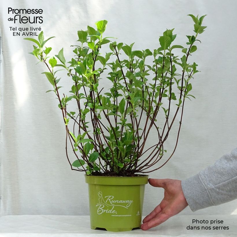 Hydrangea Runaway Bride - Ortensia Vaso da 3L/4L esemplare consegnato in primavera