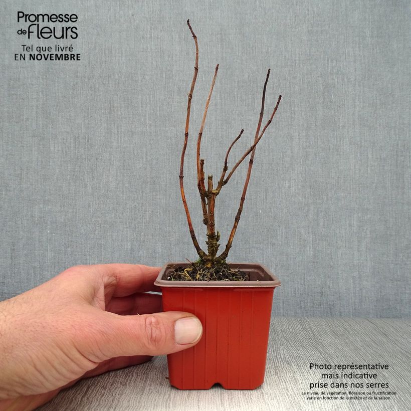 Esemplare di Hydrangea arborescens Annabelle - Ortensia Vasetto da 8/9 cm come consegnato in autunno