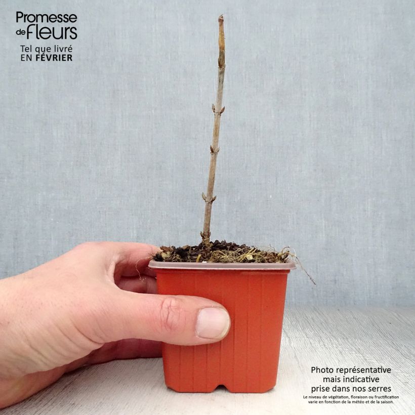 Hydrangea arborescens Annabelle - Ortensia Vasetto da 8/9 cm esemplare consegnato in inverno