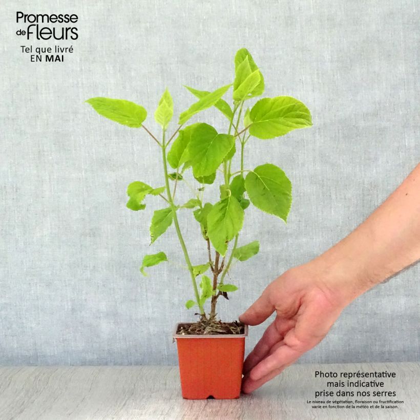 Hydrangea arborescens Annabelle - Ortensia Vasetto da 8/9 cm esemplare consegnato in primavera