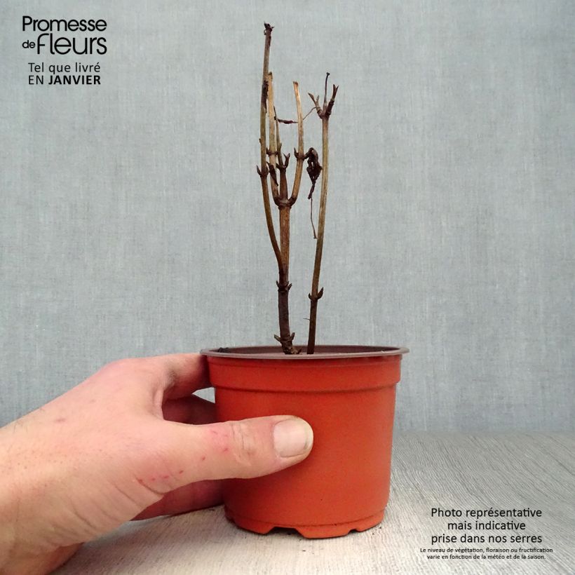 Hydrangea arborescens Annabelle - Ortensia Vaso da Ø 12 cm / 13 cm esemplare consegnato in inverno