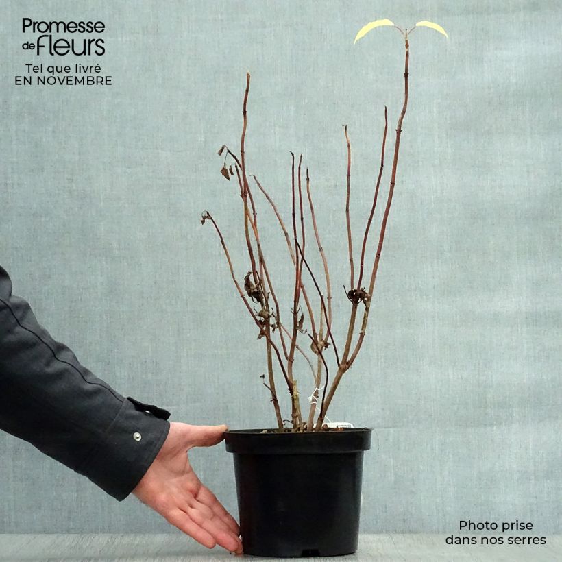 Esemplare di Hydrangea arborescens Annabelle - Ortensia Vaso da 2L/3L come consegnato in autunno