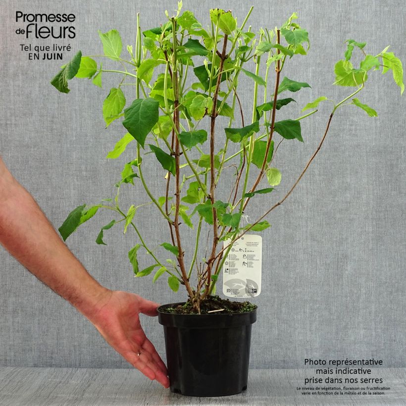 Esemplare di Hydrangea arborescens Annabelle - Ortensia Vaso da 3L/4L consegnato in estate