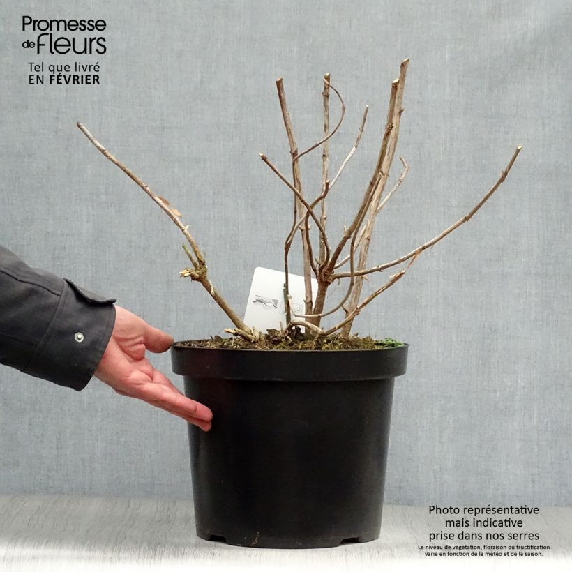 Hydrangea arborescens Annabelle - Ortensia Vaso da 7,5L/10L esemplare consegnato in inverno