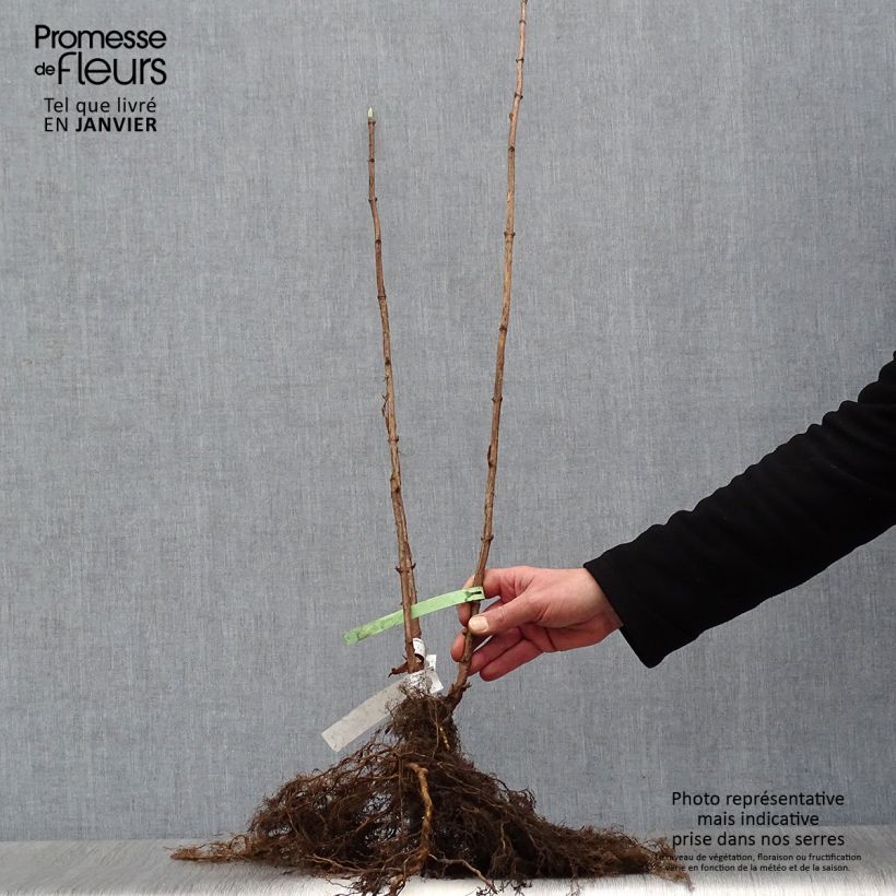 Hydrangea arborescens Annabelle - Ortensia Piante piccole a radice nuda esemplare consegnato in inverno