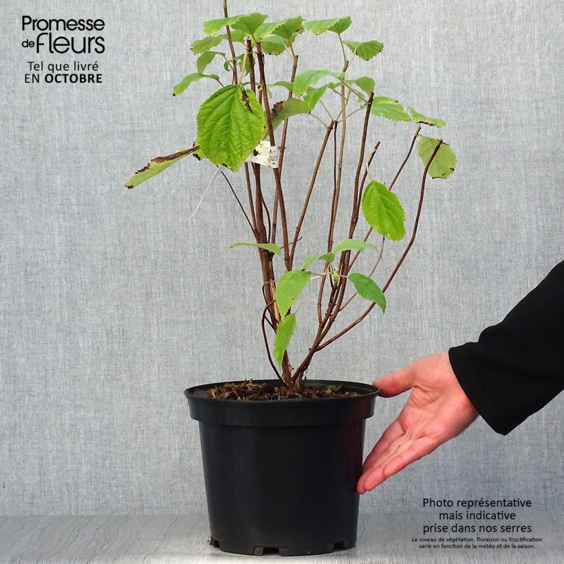 Esemplare di Hydrangea arborescens Candybelle Bubblegum - Ortensia Vaso da 3L/4L come consegnato in autunno