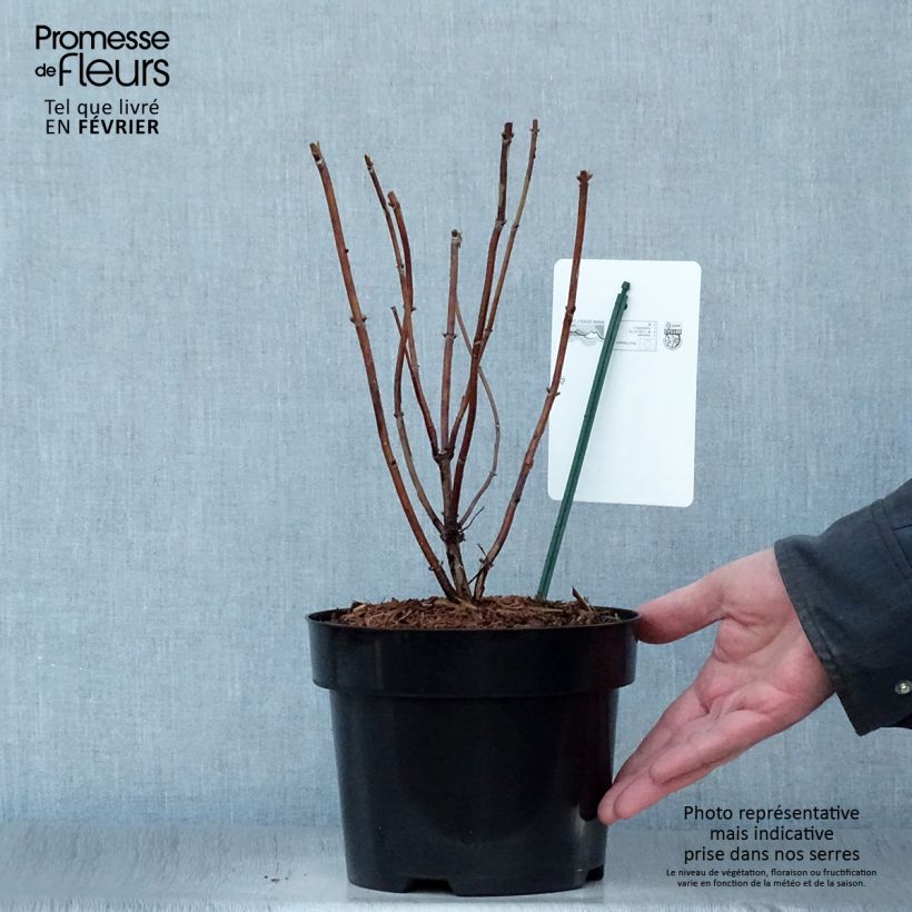 Hydrangea arborescens Candybelle Marshmallow - Ortensia Vaso da 3L/4L esemplare consegnato in inverno