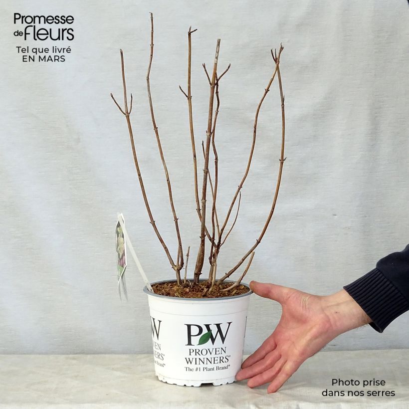 Hydrangea arborescens Lime Rickey - Ortensia Vaso da 2L/3L esemplare consegnato in primavera