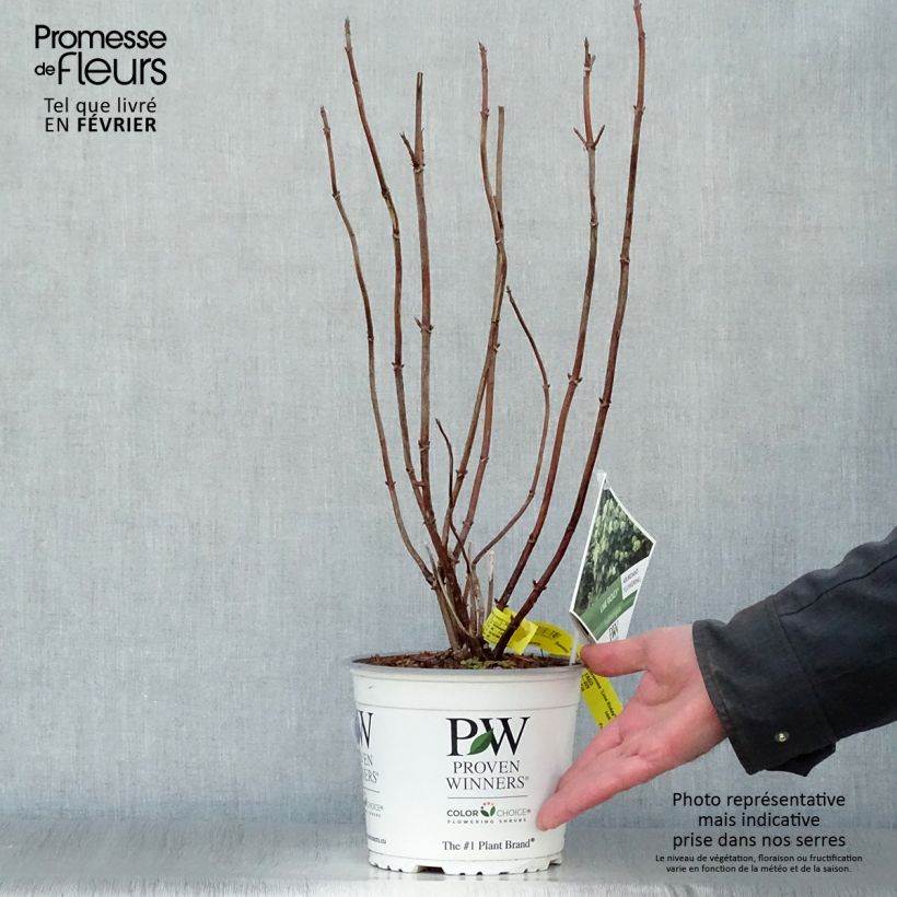 Hydrangea arborescens Lime Rickey - Ortensia Vaso da 2L/3L esemplare consegnato in inverno