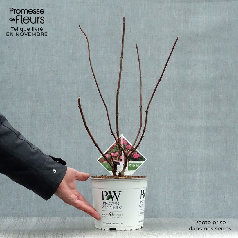 Esemplare di Hydrangea arborescens Pink Annabelle - Ortensia Vaso da 2L/3L come consegnato in autunno