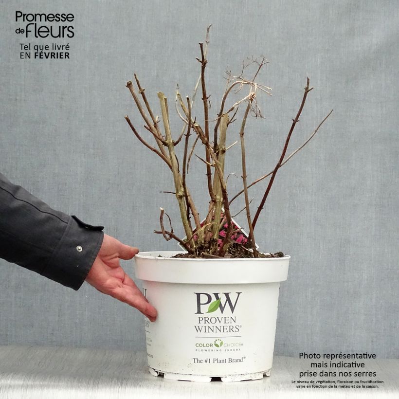 Hydrangea arborescens Pink Annabelle - Ortensia Vaso da 7,5L/10L esemplare consegnato in inverno