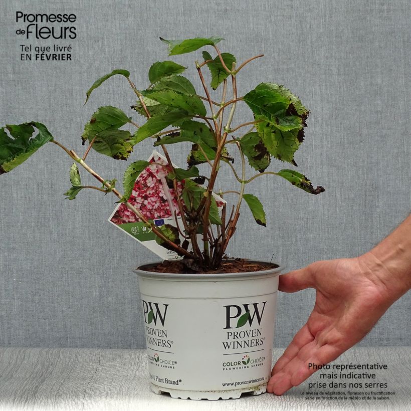 Esemplare di Hydrangea arborescens Ruby Annabelle - Ortensia Vaso da 2L/3L come consegnato in autunno