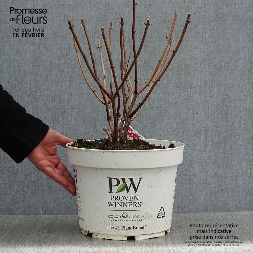 Hydrangea arborescens Ruby Annabelle - Ortensia Vaso da 4L/5L esemplare consegnato in inverno